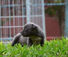 A bela sobrevivente azul!