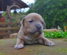 Macho Blue Fawn C (dourado e azul) com 21 dias