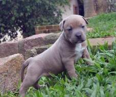 Macho Blue Fawn C com 30 dias