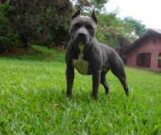 STAFFY NEW KRAFTFELD - filha de Bruce com Kaballa New Kraftfeld.