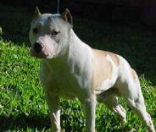 White Byron New Kraftfeld filho de Byron com Venus.