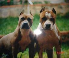 ALIAJ RED BYRON E ALIAJ THATCHER - meu primeiro casal importado dos USA (não são New K mas por serem do plantel coloquei aqui pelo que representaram).