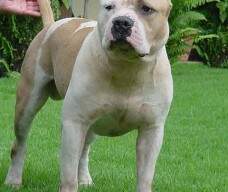 Blue Buffalo New Kraftfeld, filho de Byron x Thatcher.