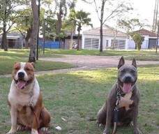 LAYLA com 2 anos e 3 meses e FRED com 8 meses - Felipe feliz com seus New Kraftfeld..