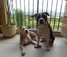 Mahatma Ghandi e Maya Shankara, ambos New Kraftfeld e filhos de Spartha com Rambo e de Pantera com Draco respectivamente. Com 9 meses. Lindos!! Enviados por Renéé do RJ.