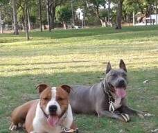 Adestramento dos 2 juntos! LAYLA com 2 anos e 3 meses e FRED com 8 meses - enviada pelo Felipe..