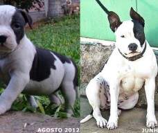 Pucca New Kraftfeld filha de Linda com Gibson - antes e depois - enviada por Érico.