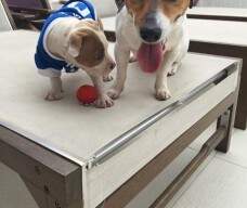 Filho de Spartha com Hunter com 40 dias e Jack Russel - enviado por Douglas RJ.