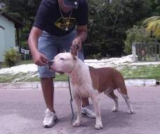 Outra que o Kedson me enviou do Eros, filho de Staffy com o Hendrix