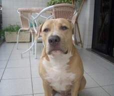 Thor New Kraftfeld com 7 meses, foto enviada pelo Bernardo Eloy - um belo e forte blue fawn.