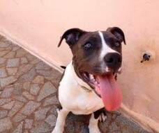 Athena New Kraftfeld com 5 meses - enviada pelo Raphael de SP.