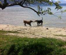 Zeus brincando com um amigo na praia em SC - enviado pelo Cassiano.