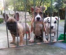 Simba, Sofia e uma bulldog francesa. Foto enviada por Rafaela de SC.