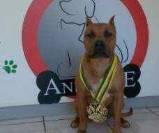 Aquiles New Kraftfeld, filho de Kay com Rambo levando premios iniciais no agility.