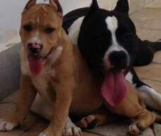 Athena com 10 meses e Thor com 2 meses.