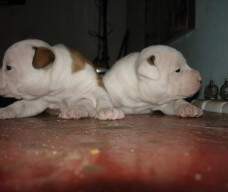 Vermelho com cabeça branca filhos da Staffy com Hendrix Junior New Kraftfeld.