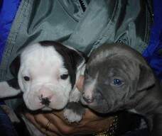 Filhinhos da Staffy com Hendrix - azul e outro preto.