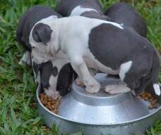 Endy com rambo - turminha disputando a comida.