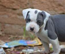 Filho da Endy com o Blue Rambo aos 46 dias.