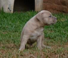 Filho blue fawn da Sharon com o Cielo.