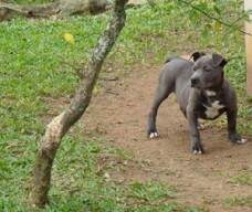 Staffy x Macuco