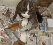 Staffy desconfiada cuidando dos filhos.