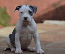 Filhote macho da Linda com o Gibson