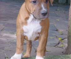 Mustang New Kraftfeld, Thunder x Best Hillary, com 3 meses.