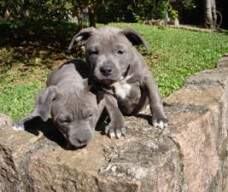 Dois filhos da Staffy com Macuco.