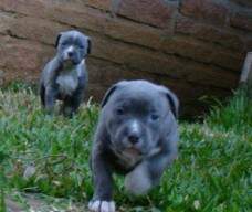 Dois maninhos filhos da Sharon com o Cielo.