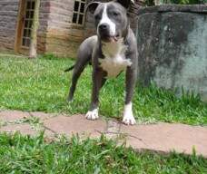 Gaucho com 10 meses (filho de Marschall New Kraftfeld)