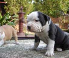 Filho da Staffy com o Hendrix Júnior New Kraftfeld.