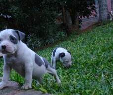 Macho azul e branco 3