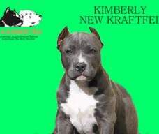 KIMBERLY NEW KRAFTFELD