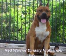 Red Warrior Dinasty Highlander