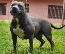 STAFFY BRUKAB NEW KRAFTFELD