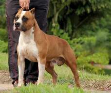 AMSTAFF CAMARILHA BRANDON STARK BRAN