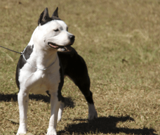 AMSTAFF CAMARILHA EVA THE FLOWER OF EDEN