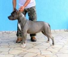 AMSTAFF CAMARILHA BANTIM CELTIC DRE